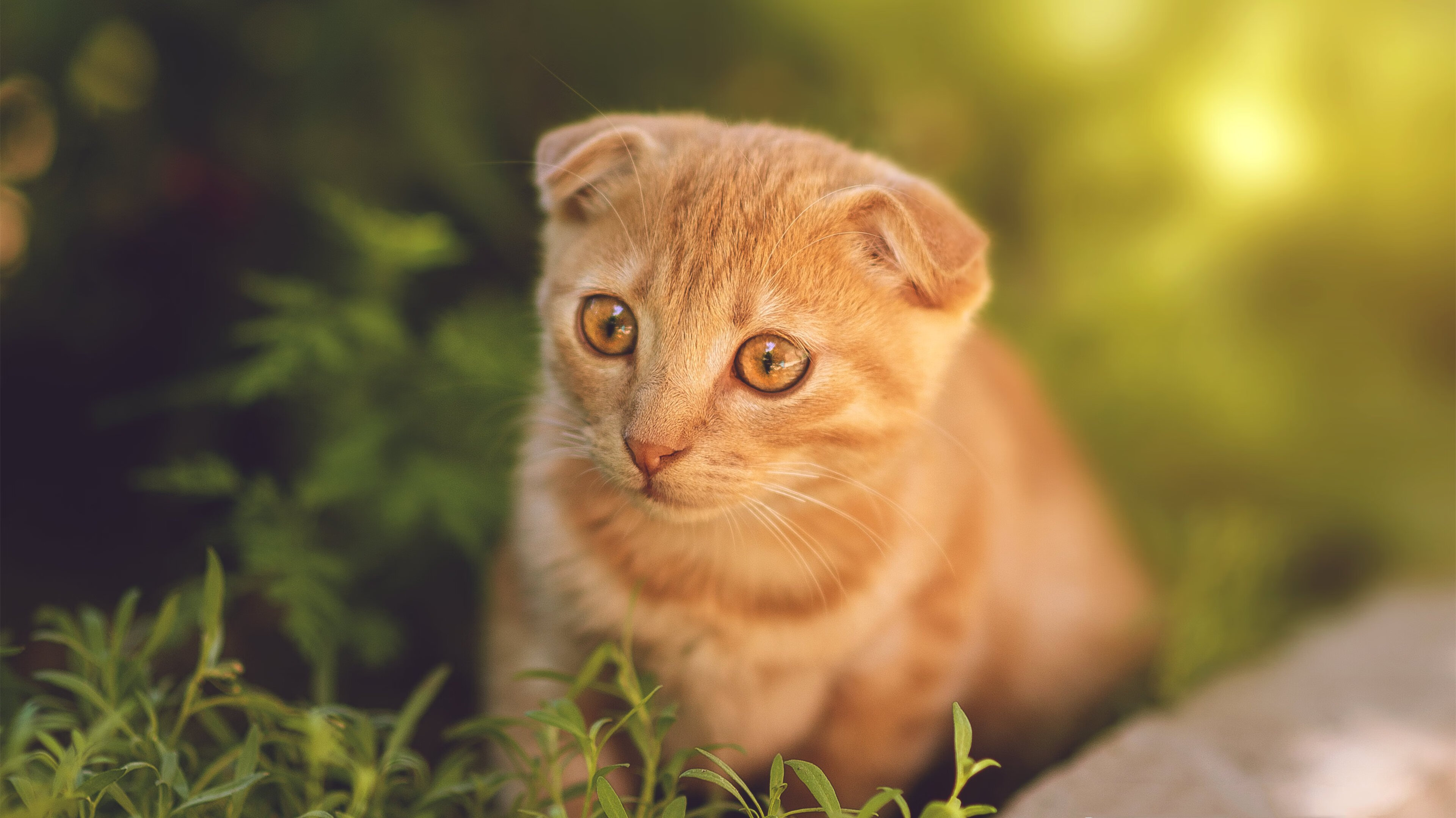 开云体育开云-“中国足球青训机构迎来政策支持，发展进入快车道”，中国足球青训营